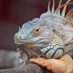 如何在狮子王平台上找到适合自己的游戏? vqqjo61e5