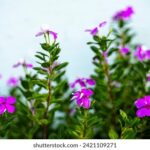 188比分直播旧版下载与历史版本回顾 456jrhxz