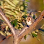 19008期福彩开奖结果公布,幸运号码揭晓 c7cnj