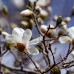 19023期双色球开奖号码正式公布 l8ovy